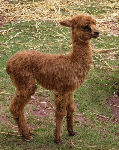  baby  llama  on Tumblr