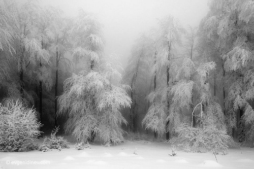 WHERE THE WIND BLOWS The trees of the forest shiver and shake, their long limbs trembling for the next quake. Their bodies blaze a glaring white with tears frozen from their new plight. The world has become hard and cold. My trembling body feels...