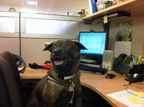 Office Dog Shows Management Potential A...