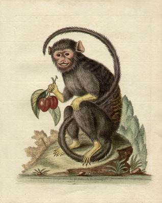 In 1787, Madame Elisabeth (sister of Louis XVI) was gifted a monkey by Marquise de Bombelles. Exotic animals were common pets at Versailles, but the princess was unable to keep the monkey.
Madame Elisabeth to the Marquise de Bombelles, 25 June...