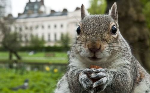 Close up of a grey squirrel (Sciurus carolinensis) holding a nut... tumblr m3pyqvZykr1qzya49o1 500 Close up of a grey squirrel (Sciurus carolinensis) holding a nut...