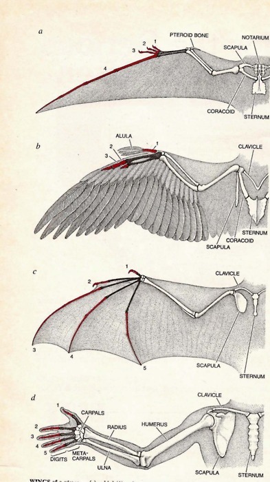 skullandbone:
â€œ arm/wing comparison and evolution
â€
