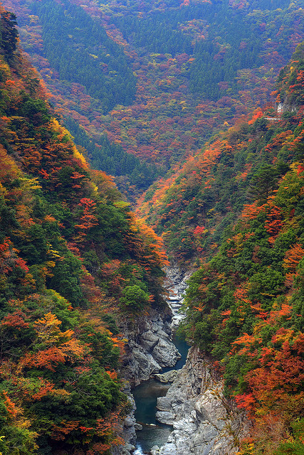 Autumn colours in Iya Valley, Tokushima, Japan (by... - It's a ...