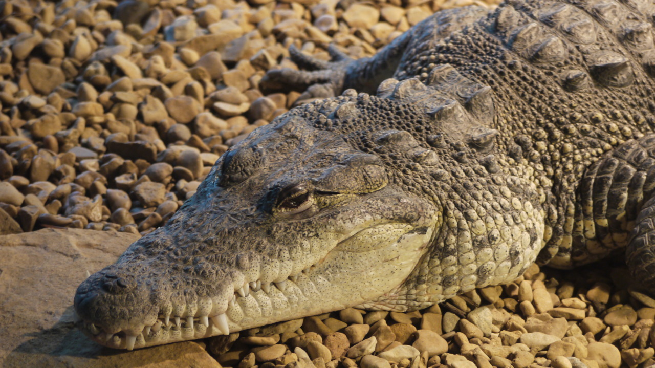 Reptile Facts The Morelets Crocodile Crocodylus Moreletii