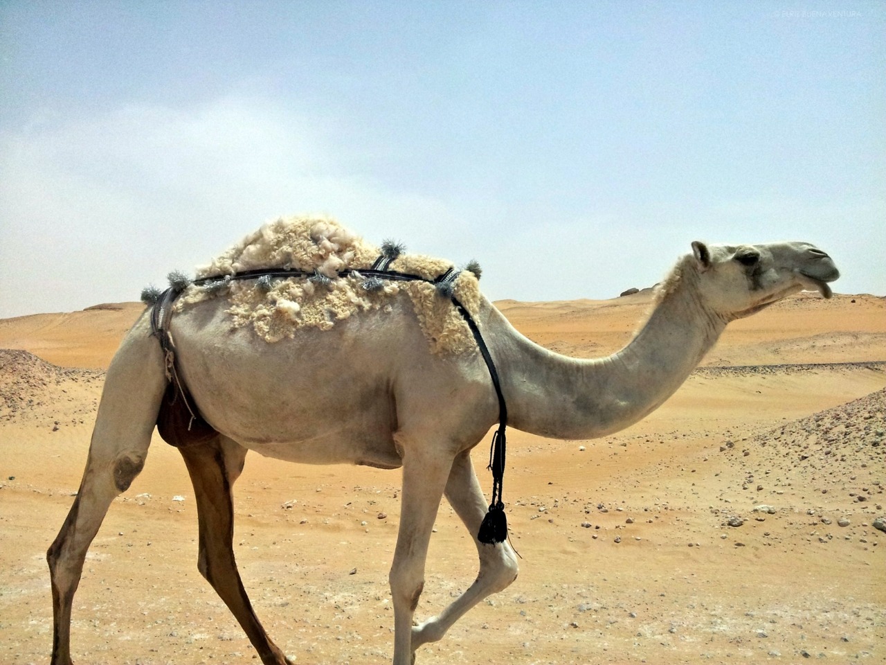 Elriz Buenaventura : Camel Fun Facts and Trivia! There are two types...