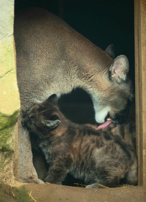 itspainfullycute