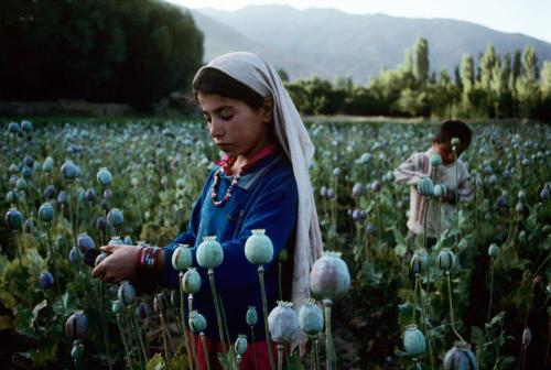 riftedal:Children work in an opium field in Badakhshan, which...