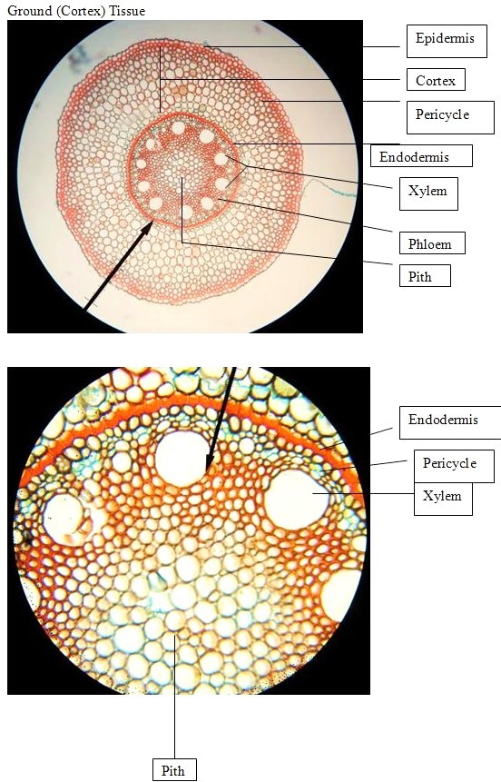 Biologypictures1108: snail-monger: Monocot Root 4X, 40x 33.86x...