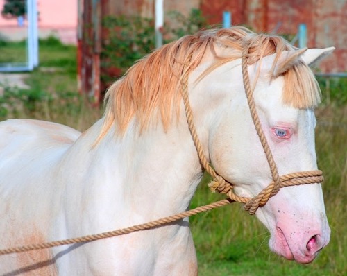 why does this horse look like she’s about to drop a...