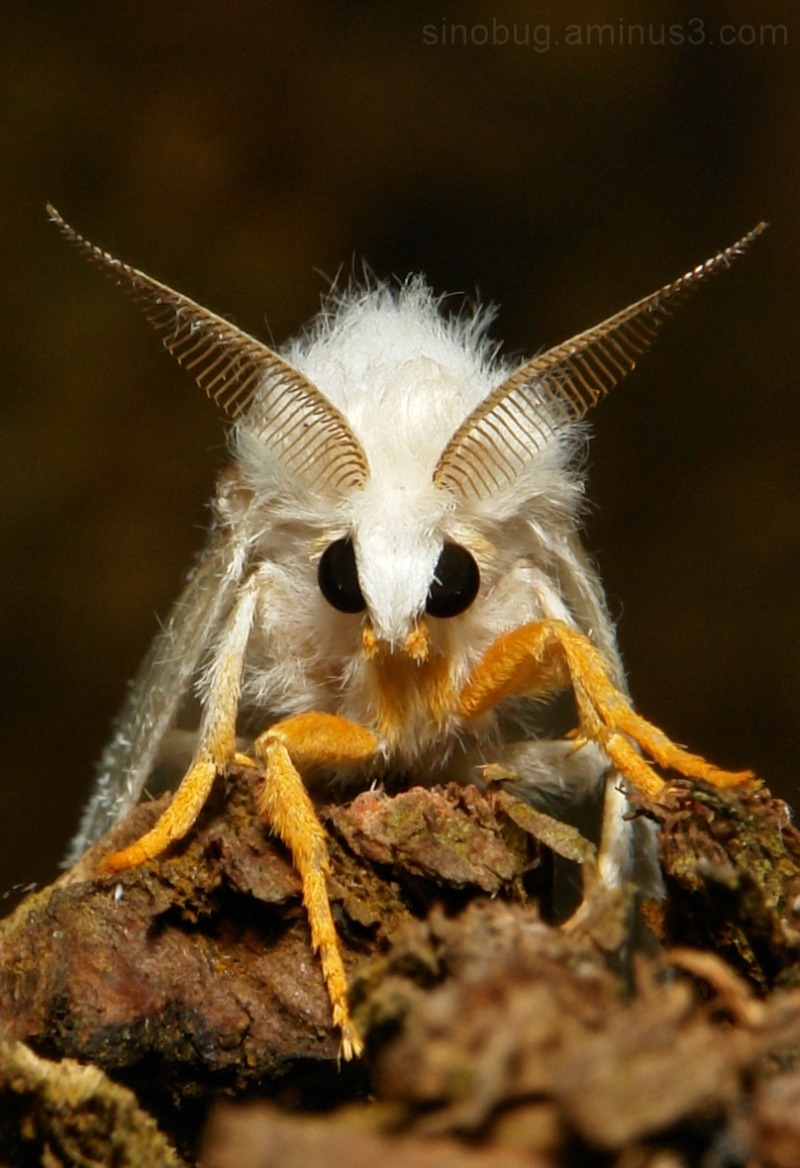 Bloodthirsty Vegan Alien Witch, cute little fuzzy moth Tussock Moth ...