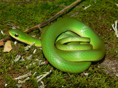 Reptile Facts - The Smooth Green Snake (Opheodrys vernalis) is a...