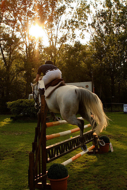 awonderfulpalmettolife:rideforlifeorlove:Olgy 2008- Horse...