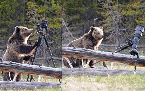 A grizzly bear is caught destroying camera equipment in... tumblr m4la13ZeRY1qzya49o1 500 A grizzly bear is caught destroying camera equipment in...