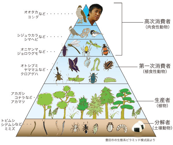 ハナレヤシキ ブラマヨ吉田敬による食物連鎖ピラミッド模式図