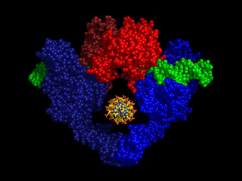 dna binding repertoire biology meaning dna binding repertoire biology meaning