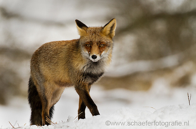 Generic Species (theurbanfoxwatcher: Red Foxes Across The World )