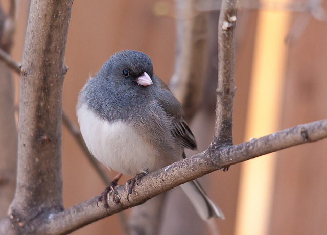 Birb Watching