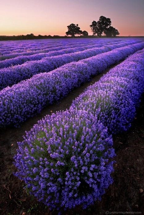 The Rujinav Picture Library • Lavanda fields