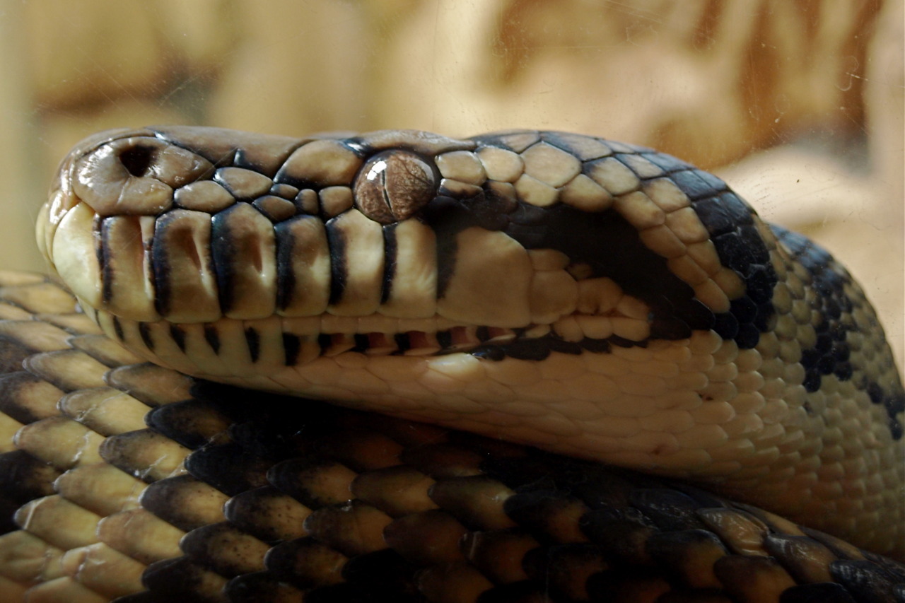 reptile-facts-a-carpet-python-morelia-spilota-exact