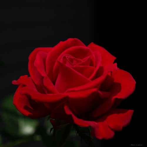 uyamt:赤いバラ　赤いバラって難しい。なかなかうまく色がでません．．．A red rose