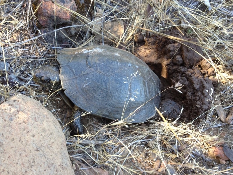 turtles-taylor-pond-association