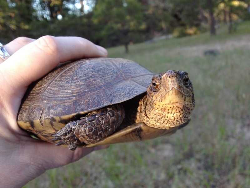 What Do Western Pond Turtles Eat