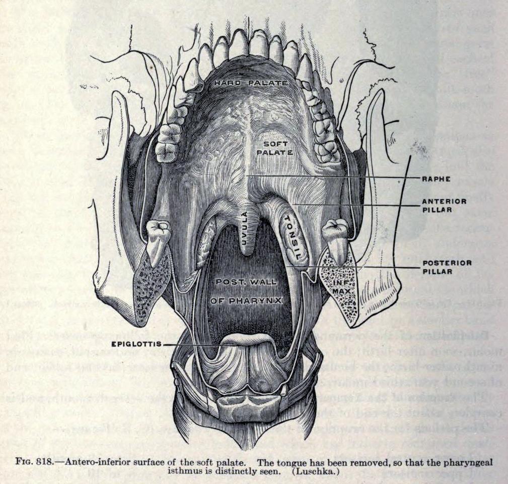 medical-term-of-the-season-sphenopalatine-biomedical-ephemera-or