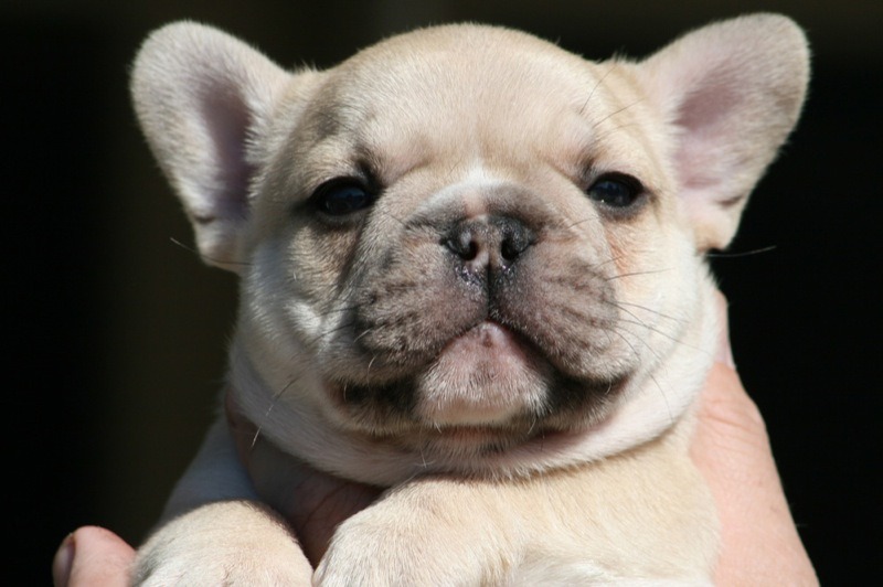 French Bulldogs FTW — Try not to look so smug, Teddy ...