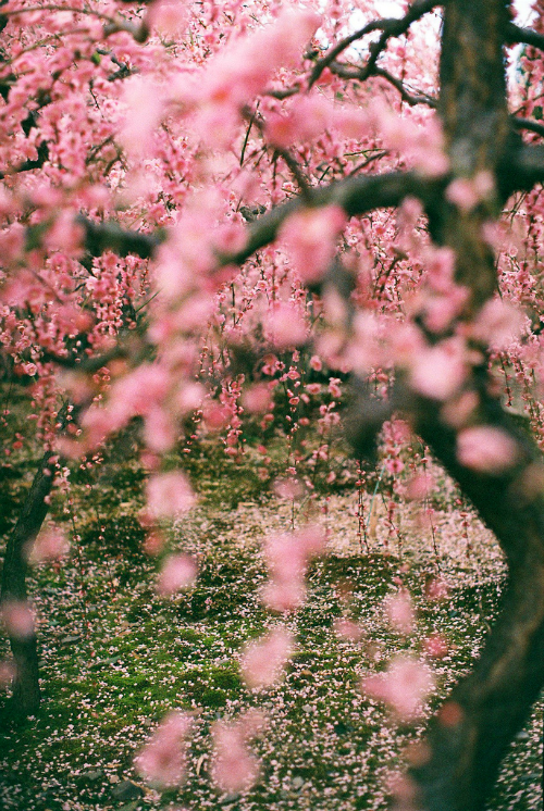 pink tree on Tumblr