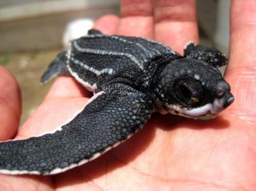 leatherback sea turtle on Tumblr