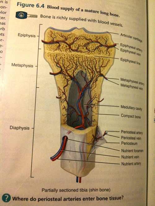 Greenstick Fracture