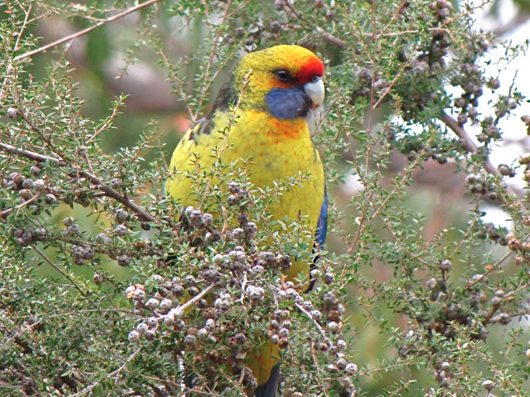 Beautiful • birds - Green Rosella (Platycercus caledonicus)