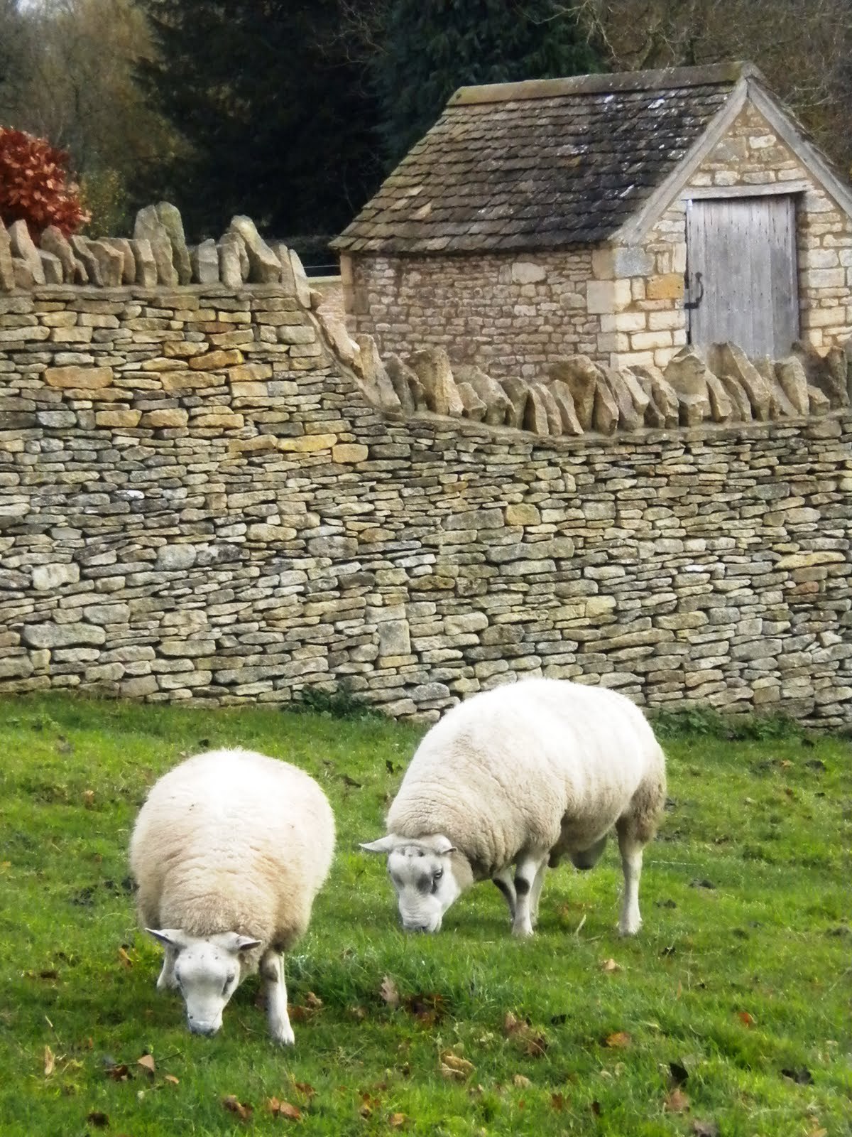 The Heart of England — Cotswold sheep