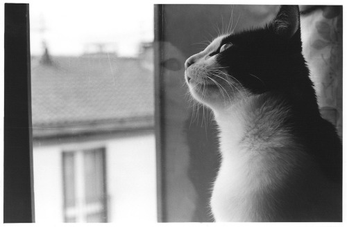 the cat (3) (by Steph Blin)