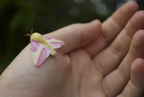 Rosy Maple Moth On Tumblr