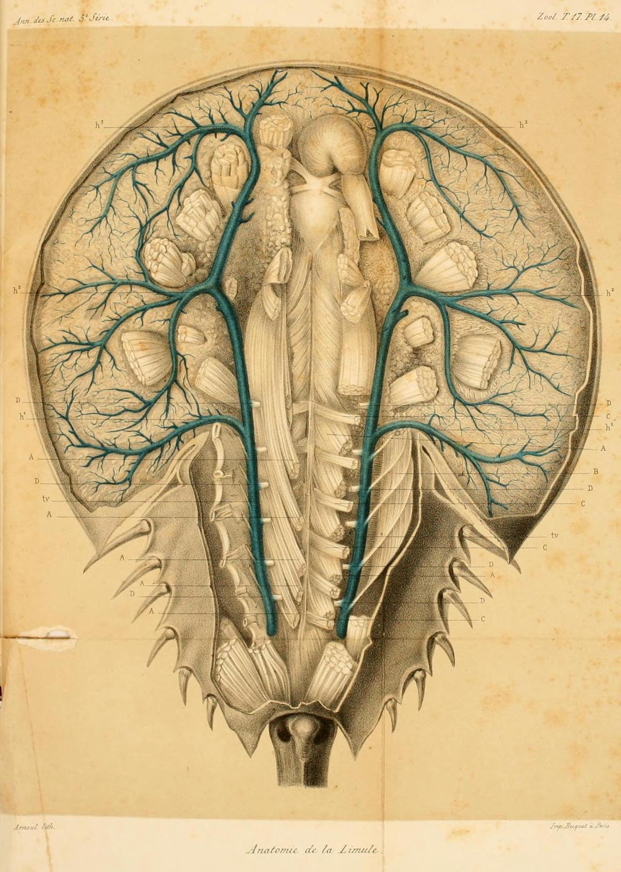 Underside and circulatory system of the Atlantic... - Biomedical