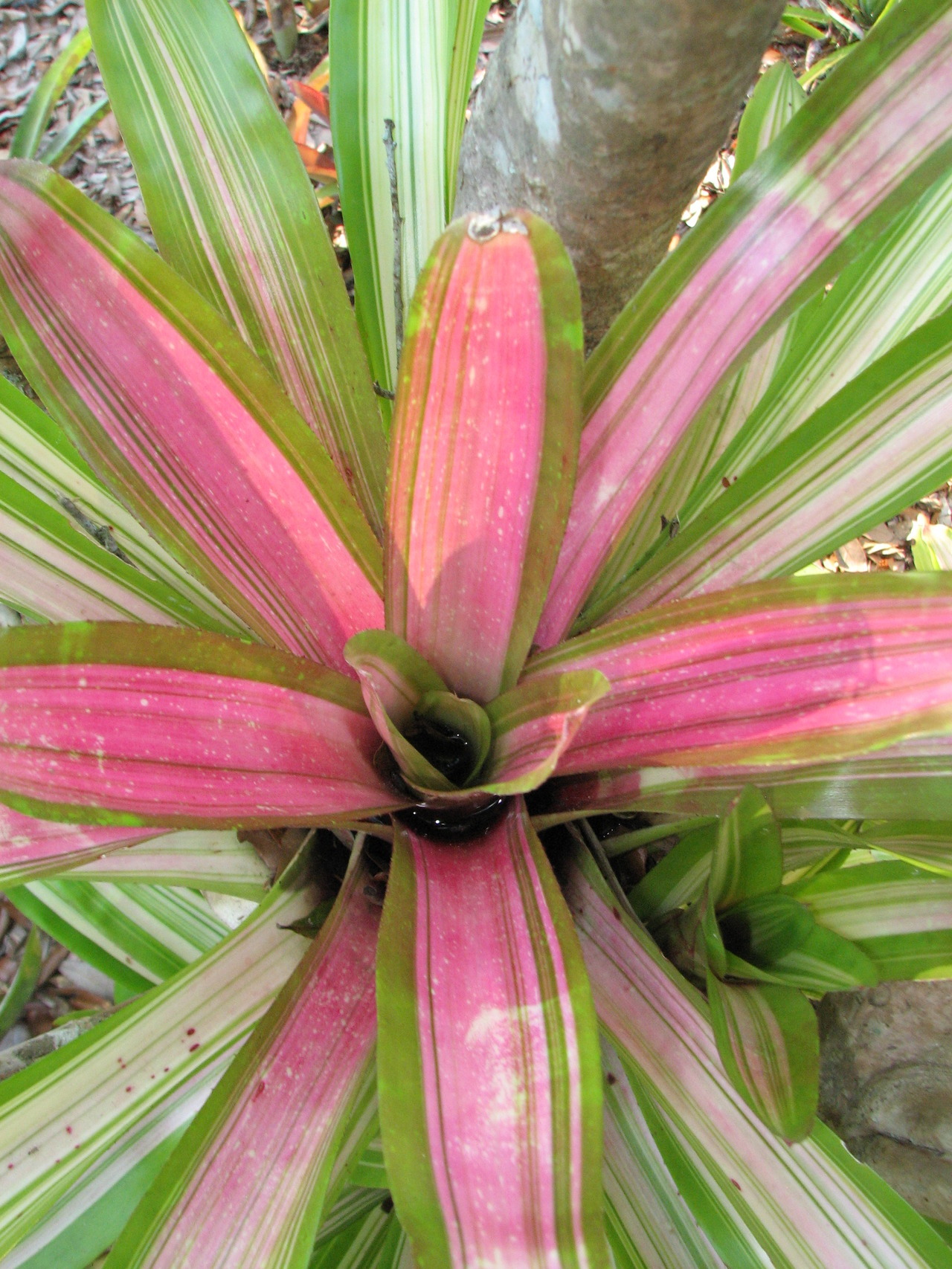 Bromeliaceae, Scientific Name - Neoregelia ‘Martin’ Common Name...