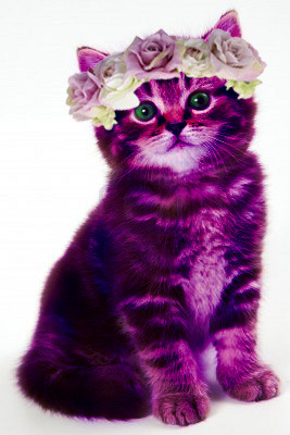 cute purple cat wallpaper