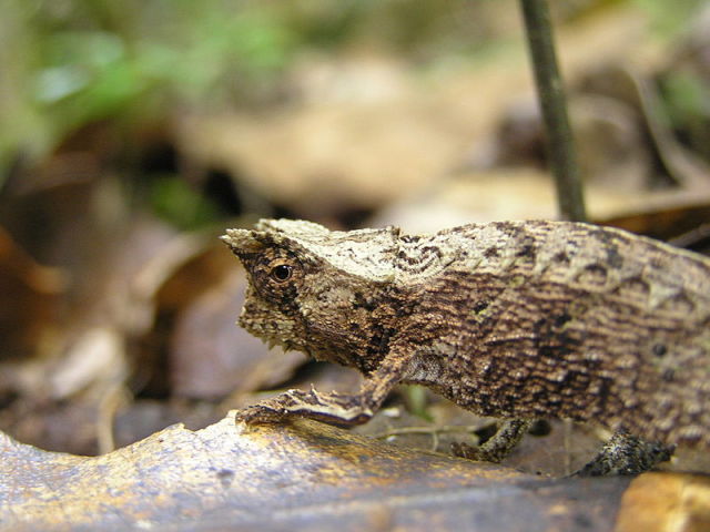 Reptile Facts - Brookesia is a genus of chameleons found in...