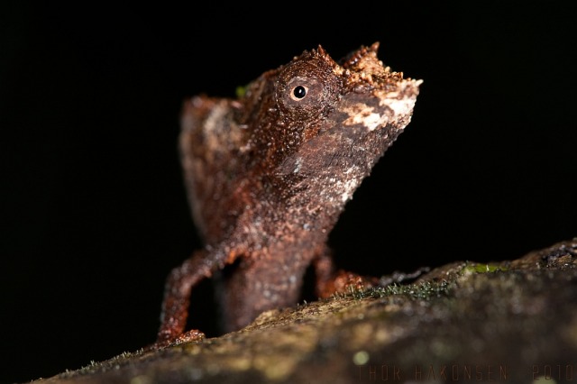 Reptile Facts - Brookesia is a genus of chameleons found in...