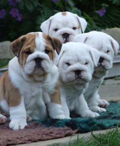 Droll Baby Cute Bulldog Puppies