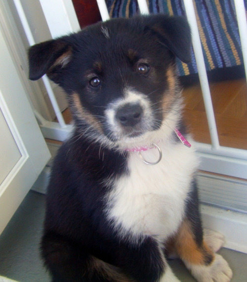 Droll Puppies German Shepherd Samoyed Mix