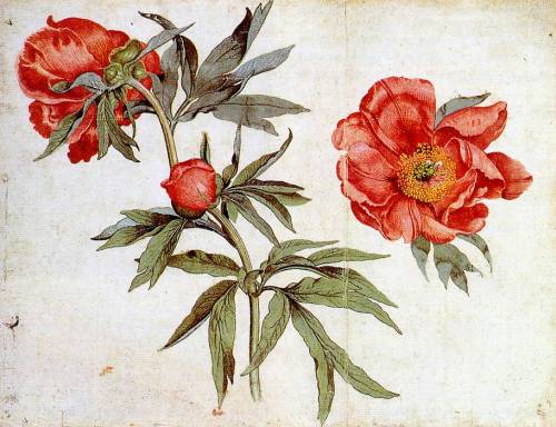 heaveninawildflower:Study of Peonies by Martin Schongauer...