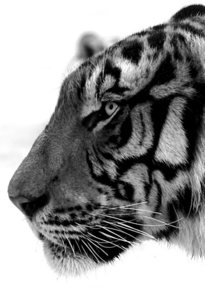 Best of Tiger Black And White Photography - relationship quotes