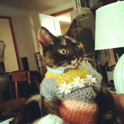 cat sweaters
