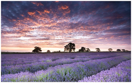 lavender fields on Tumblr