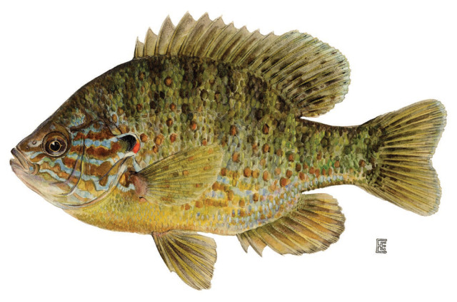 Scientific Illustration | rhamphotheca: Pumpkinseed Sunfish (Lepomis...