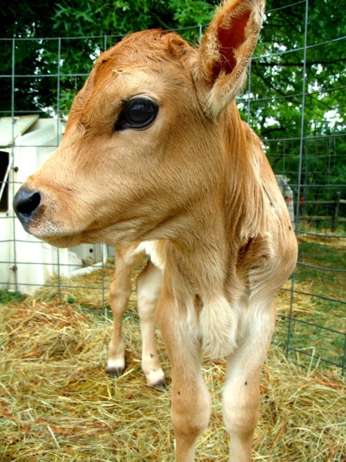 baby cow on Tumblr