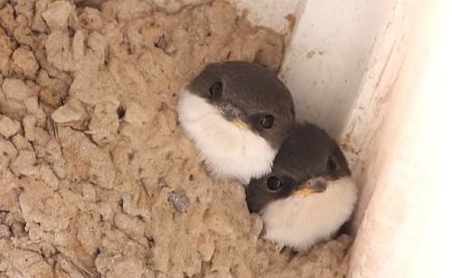 birdsarebetterthansnakes:whumf:birdingomg look at these...