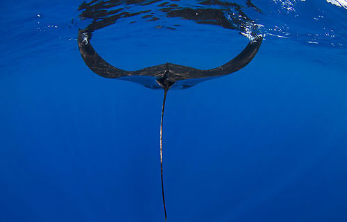 manta ray stingray